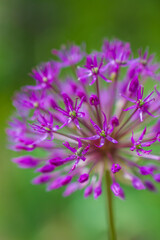 close up of a purple chives flower