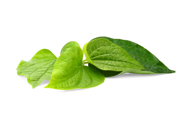 Green Piper betel leaf isolated on the white background. Thai herb, Thai food (Wildbetal Leafbush)...