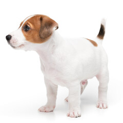 Puppy Jack russell terrier standing isolated on white background.