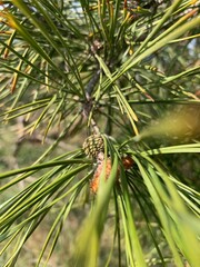 pine tree branch