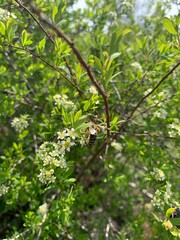 green leaves background
