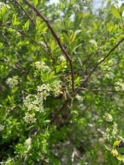 green leaves in the forest