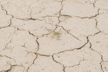 Barren ground dry soil cracks lonely plant