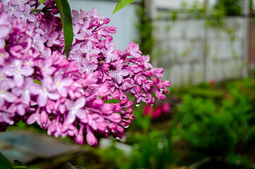 Photo of blooming lilacs in the garden