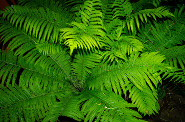 Fern leaves. Photo from above