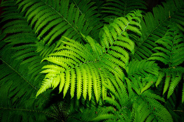 Fern leaves. Photo from above