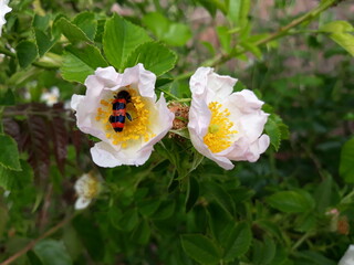Feuerwanzen auf Wildrosenbl&uuml;te 