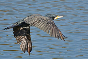 カワウ、野鳥、紅葉、池、飛翔、大阪
