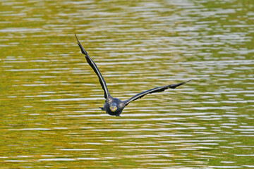 カワウ、野鳥、紅葉、池、飛翔、大阪
