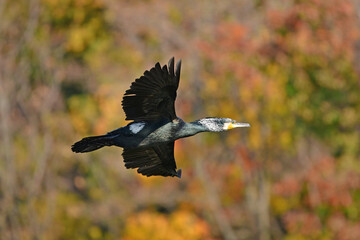カワウ、野鳥、紅葉、池、飛翔、大阪
