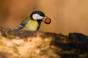 Great tit with a hazelnut
