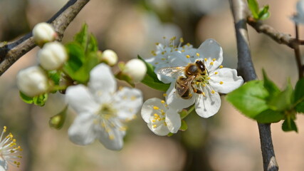 Pszczoła na kwiatkach - obrazy, fototapety, plakaty