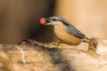 Nuthatch with a hazelnut