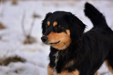 Beautiful dog winter portrait