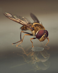 hoverfly perched on glass with various reflections