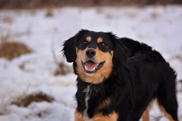 Beautiful dog winter portrait