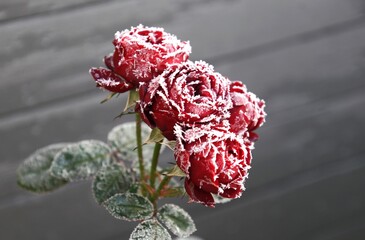 Vereiste Rosenblüten