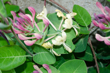 Photo of blooming honeysuckle in the garden