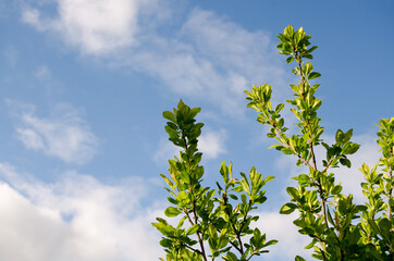 White buds of blossoming cherry. Photo against the sky