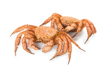 fresh cooked crab quadrangular hairy or red crab isolated on white background