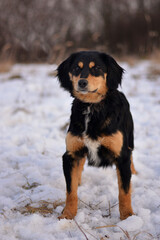 Beautiful dog winter portrait