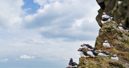 Puffins on top of the rock near the ocean
