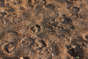 horse hoof prints on the ground