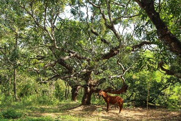 Naklejka na ściany i meble Horse at a tree in an Indian village