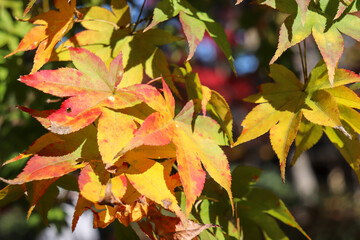 もみじ 秋 紅葉 紅葉 和風 日本 赤い 黄色