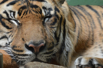Sleeping tiger
