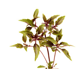 Variety of purple basil with narrow serrated leaves, small branches isolated on white 