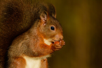 Cute red squirrel with hazelnut