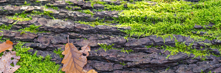 Moss-covered tree trunk with oak leaves