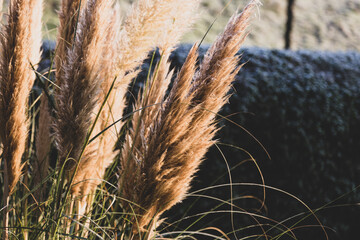 pampas grass in morning sunlight