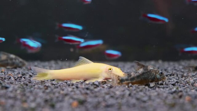 Yellow Chinese algae eater Gyrinocheilus aymonieri cleaning aquarium floor. . Fishkeeping concept.