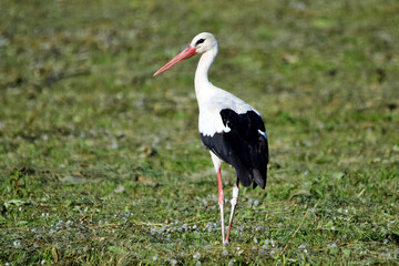 Ein Weißstorch steht allein in der Wiese
