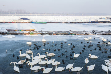 Flock of Swans, black and white types on the Frozen Danube river, in Zemun, Belgrade, Serbia with ice popping out of the water. Swans, or cygnus, are a typical white bird from European rivers
