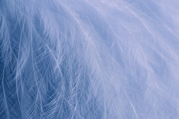 Abstract blurred bird feather background in blue magenta colors