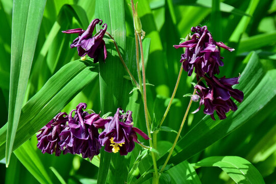 Akelei mit dunklen violetten Blüten