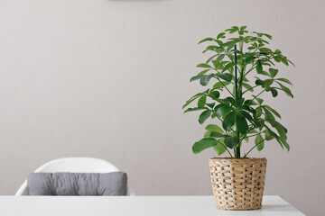 Schefflera plant on white table against wall background