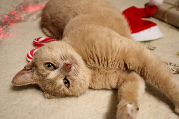 Coffee cat lying on the hat of Santa Claus, close-up, side view-the concept of the arrival of happy holidays