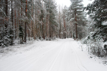 Winter frosty day in a beautiful snowy forest. Pine forest covered with snow. The road in the snowy forest.