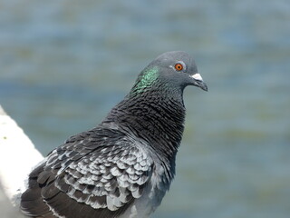 close up of a pigeon