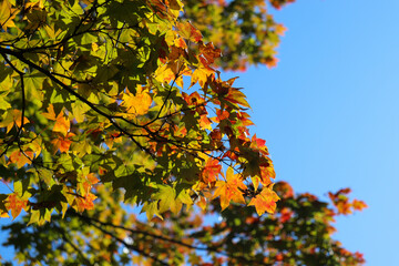 紅葉 赤い もみじ 青もみじ 空 枯れ葉