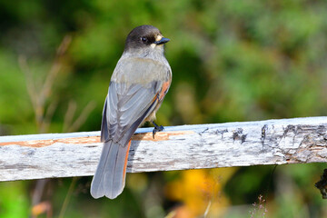 Unglückshäher (Perisoreus infaustus) in Schweden	