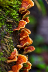 Mushroom colony on a tree © Xalanx