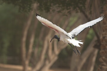 Ibis is a brand of economy hotels owned by Accor. Created in 1974, Ibis became Accor's economy...
