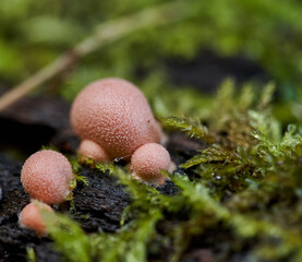 Mushroom colony on a tree