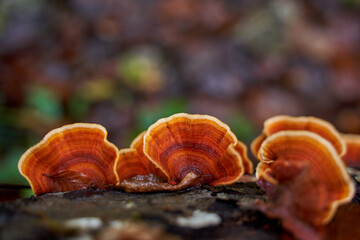 Mushroom colony on a tree