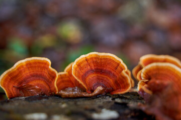 Mushroom colony on a tree